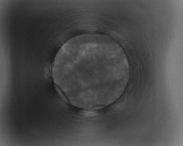 X0000100940528200807151309