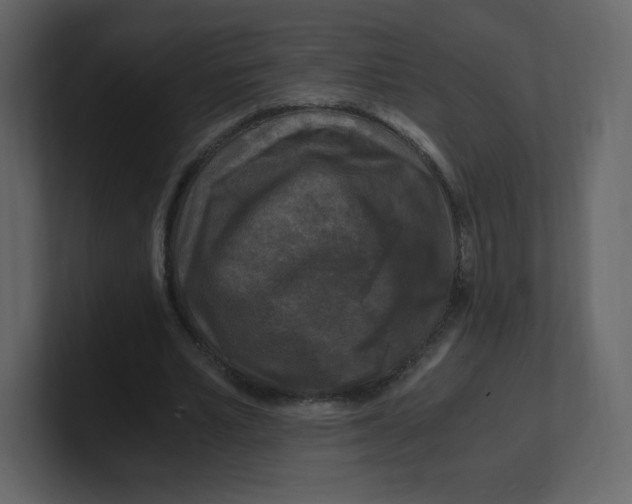 X0000100940581200807151308