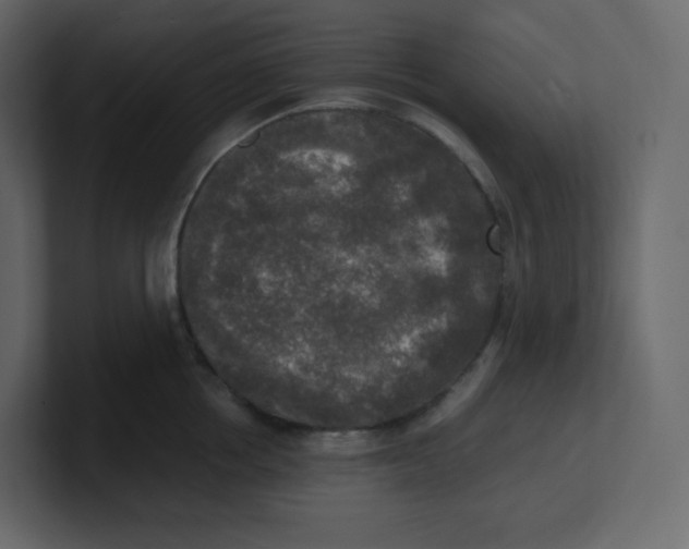 X0000100940858200807151304