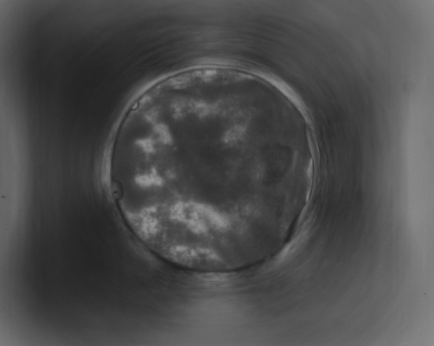 X0000100940862200807151304