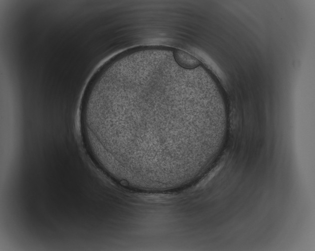 X0000100940932200807151303