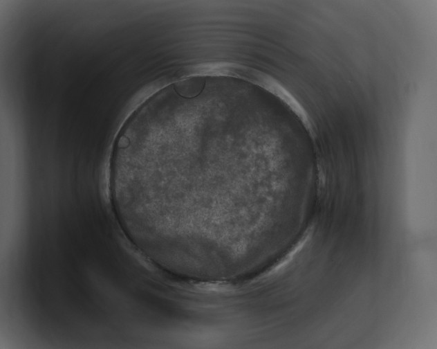 X0000100940994200807151302