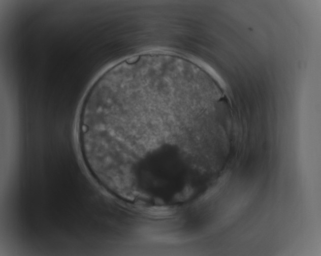 X0000100941007200807151302