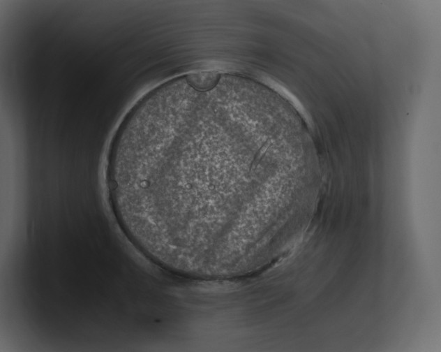 X0000100941091200807151301