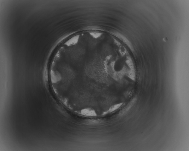 X0000100941125200807151300