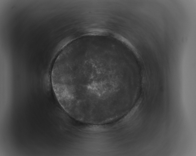 X0000100941362200807151257