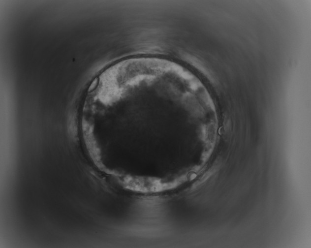 X0000100941455200807151255