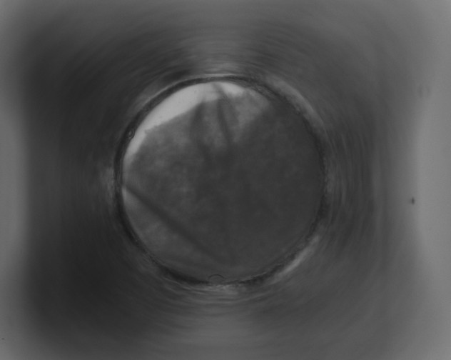 X0000100941457200807151255