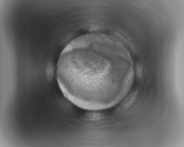 X0000100940276200807221204