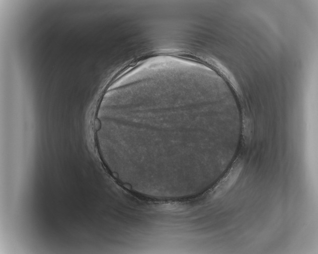 X0000100940385200807221202