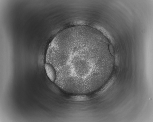 X0000100940449200807221201