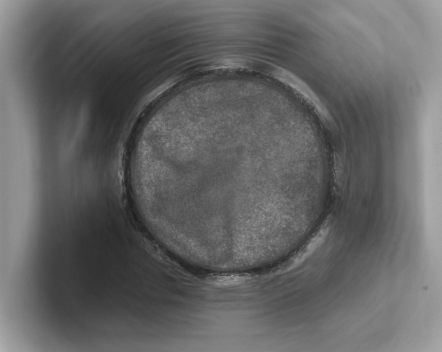 X0000100940826200807221155