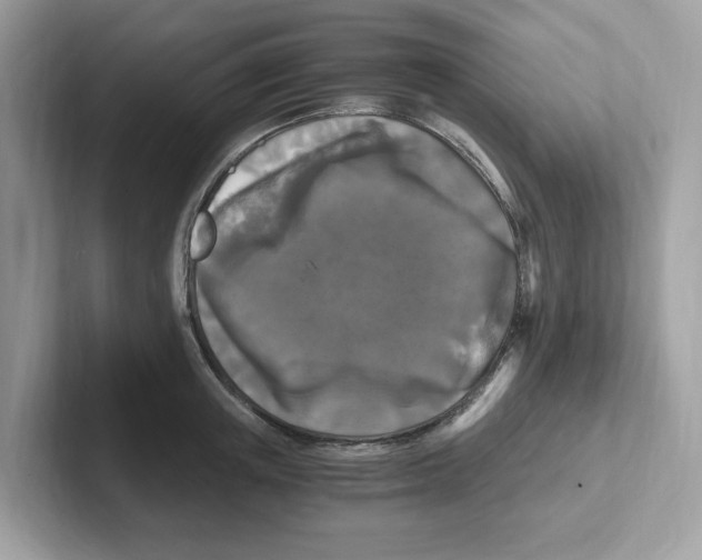 X0000100940851200807221156