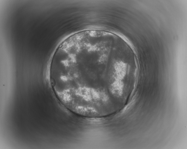 X0000100940862200807221156