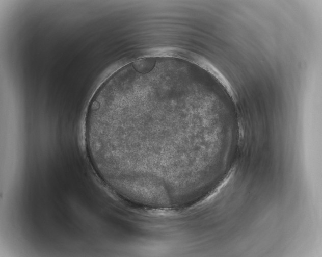 X0000100940994200807221154