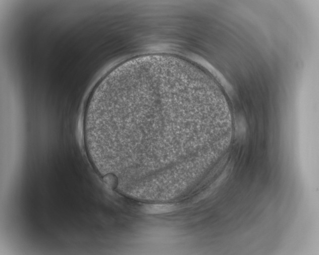 X0000100941294200807221150