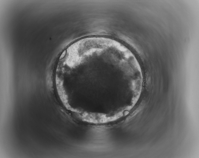 X0000100941455200807221148