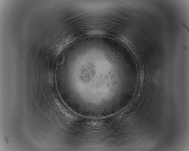 X0000100950345200806241509