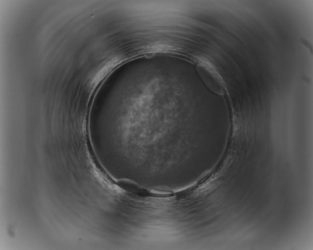 X0000100950946200806241500