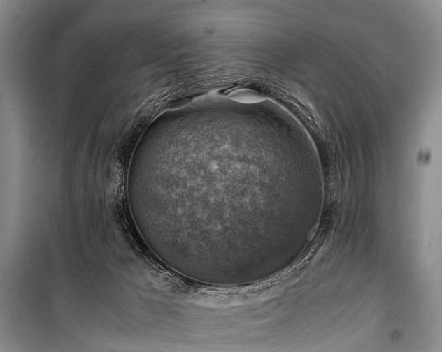 X0000100950029200807011319
