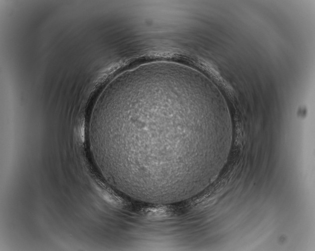 X0000100950068200807011318