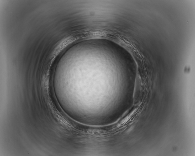 X0000100950242200807011315