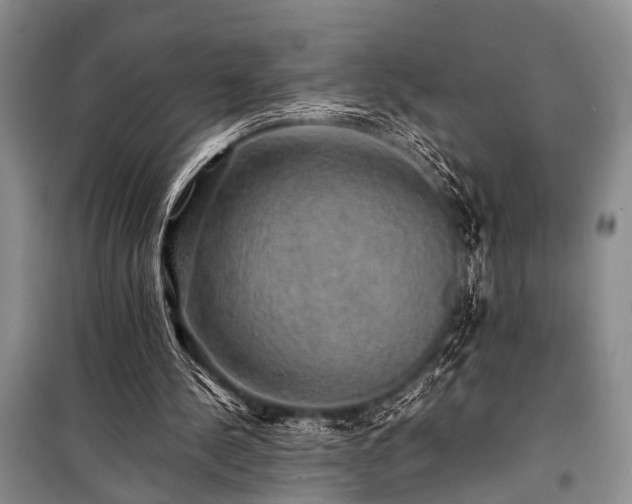 X0000100950244200807011315