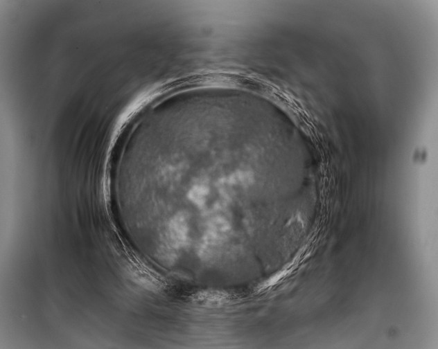 X0000100950294200807011315