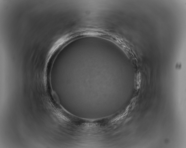 X0000100950296200807011315