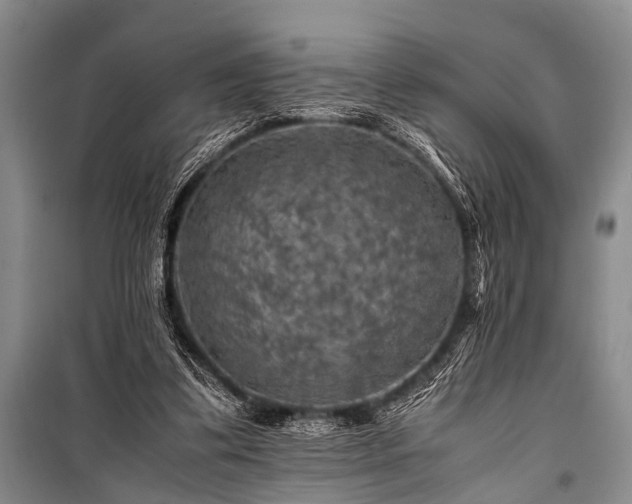 X0000100950299200807011315