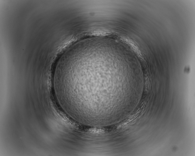 X0000100950354200807011314