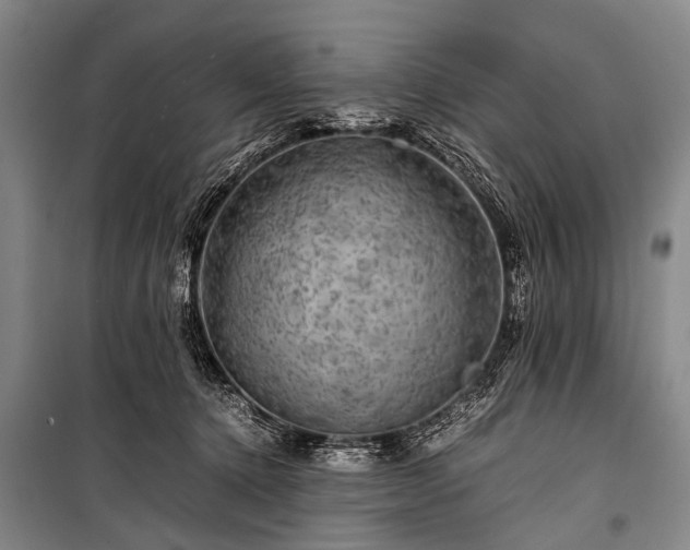X0000100950368200807011314