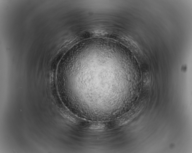 X0000100950369200807011314