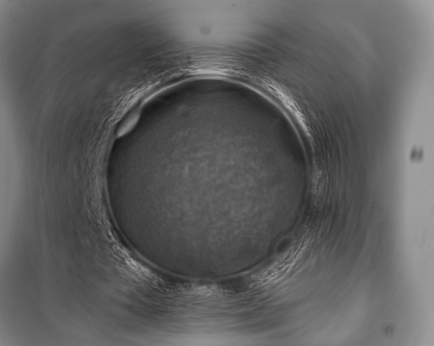 X0000100950385200807011313