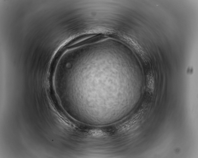 X0000100950392200807011313