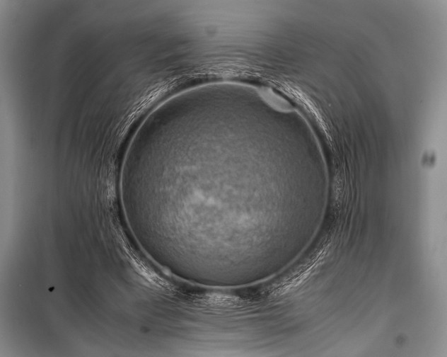 X0000100950393200807011313