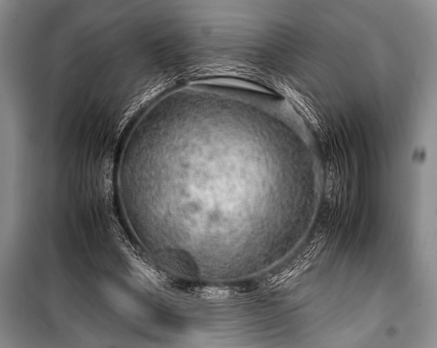 X0000100950394200807011313