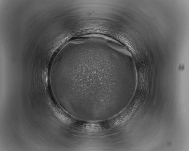 X0000100950398200807011313