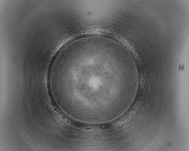 X0000100950434200807011312