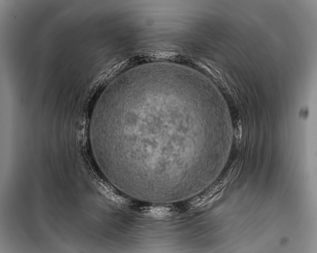 X0000100950462200807011313