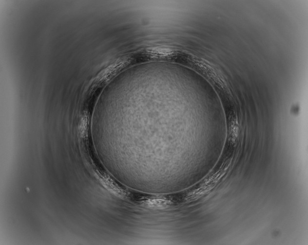 X0000100950468200807011313