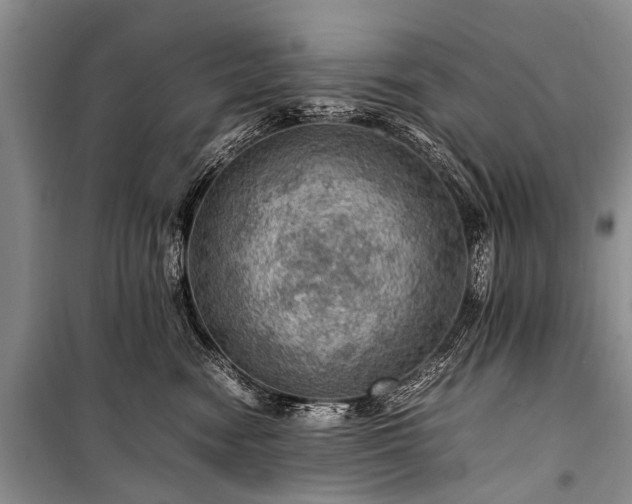 X0000100950474200807011313