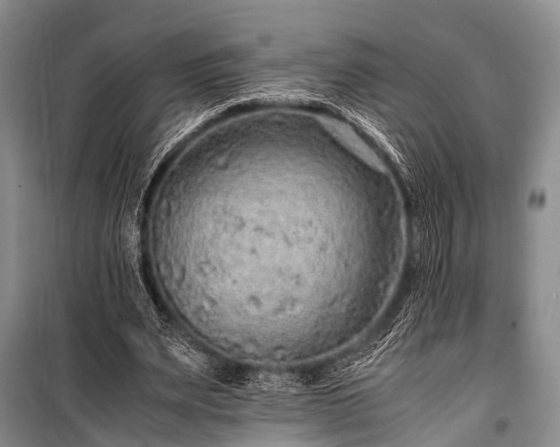X0000100950487200807011312