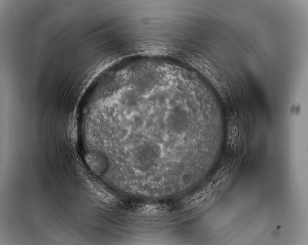 X0000100950584200807011310