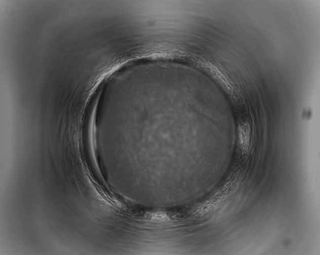 X0000100950588200807011310