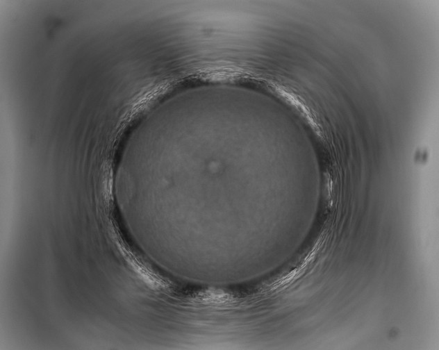 X0000100950589200807011310
