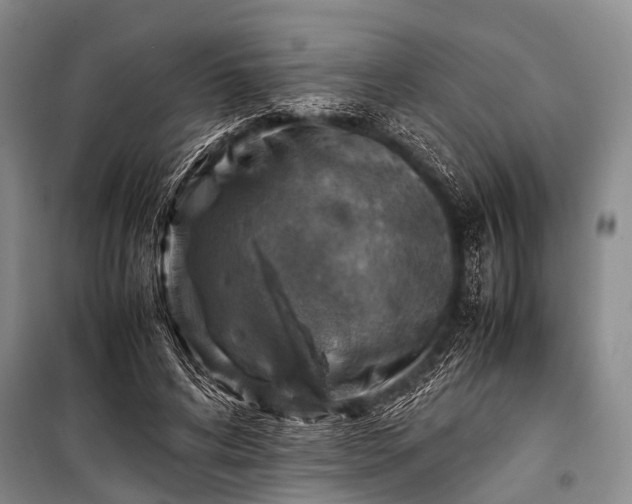 X0000100950592200807011310