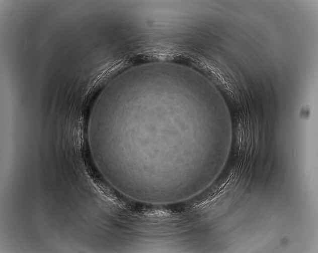 X0000100950594200807011310