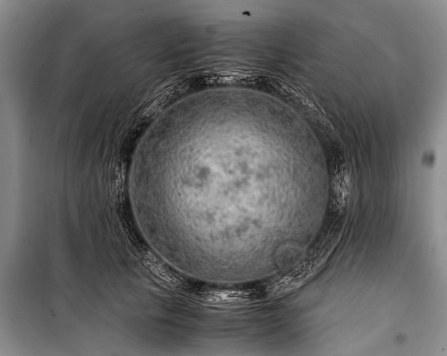 X0000100950657200807011310