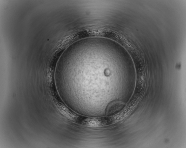 X0000100950658200807011310